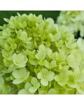 Hydrangea paniculata ’Hercules’ 